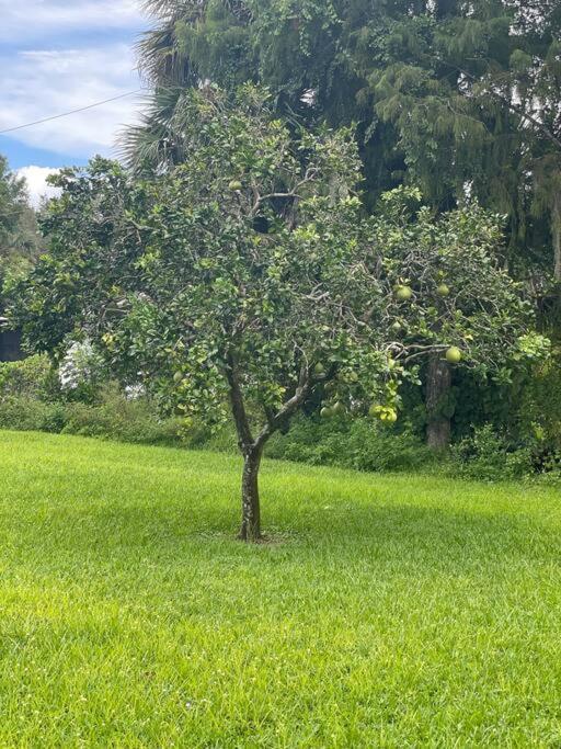 La Finca... Beautiful Countryside Home ! North North Naples Extérieur photo